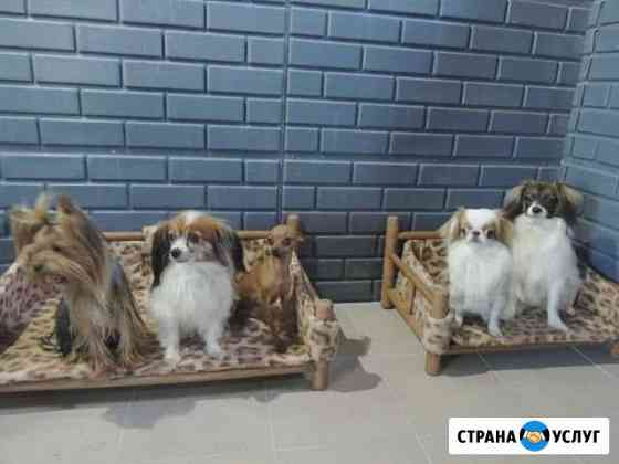 Передержка или гостиница для животных Новокузнецк