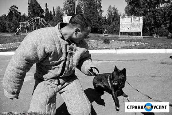 Профессиональная дрессировка собак Домодедово