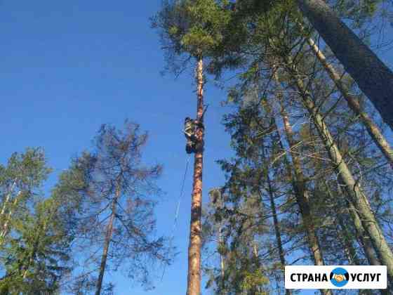 Валка деревьев частями и целиком. Вывоз мусора Рощино