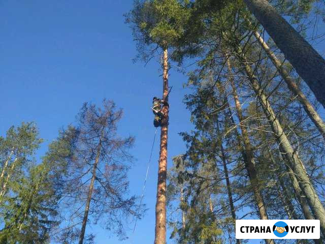 Валка деревьев частями и целиком. Вывоз мусора Рощино - изображение 1