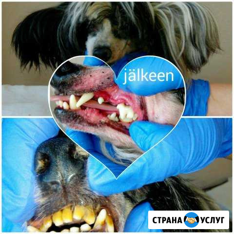 Стрижка собак и кошек. Ультрозвуковая чистка зубов Сортавала - изображение 1