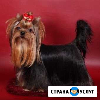 Миниатюрные женихи разных пород на вязку Балашиха - изображение 1