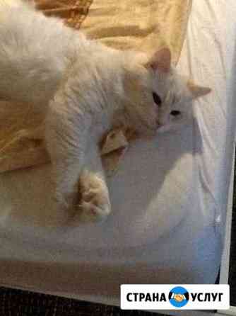 Вязка Белый кот ищет кошечку Санкт-Петербург