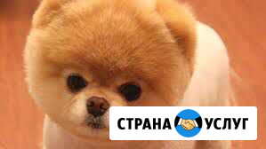 Выгул собак Людиново - изображение 1