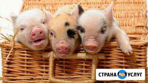 Кастрация поросят Курск