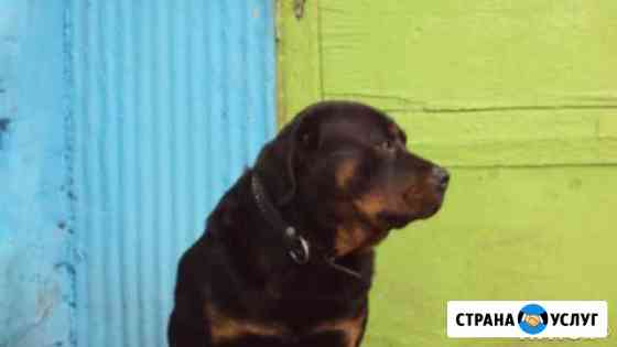Вязка кобель ротвейлера РКФ Узловая