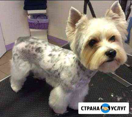 Груминг. Стрижка собак и кошек Красноярск