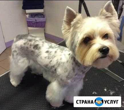 Груминг. Стрижка собак и кошек Красноярск - изображение 1