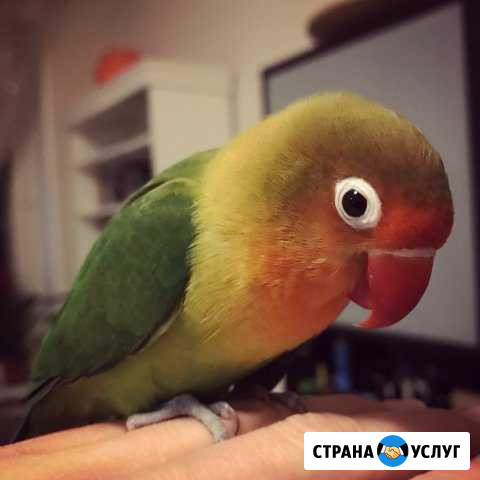 Зооняня Долгопрудный - изображение 1