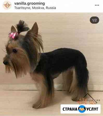 Стрижка животных (собак, кошек) /Груминг/Тримминг Москва
