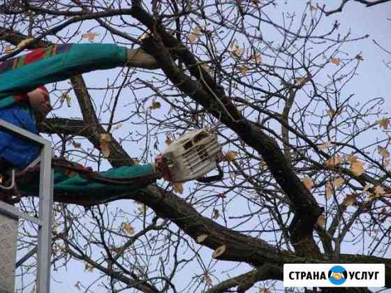 Пилка деревьев Цимлянск