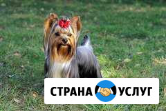 Стрижка собак, кошек Волжский Волгоградской области - изображение 1