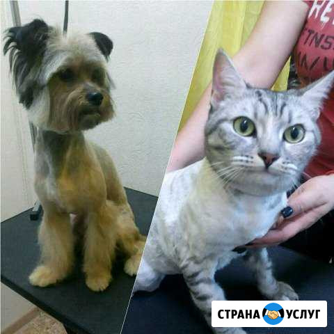 Стрижка Собак и Кошек Евпатория - изображение 1
