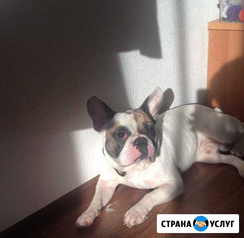 Вязка с французским бульдогом Краснодар - изображение 1