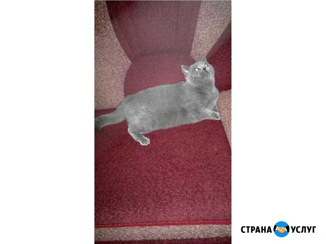 Вязка кошек Архангельск - изображение 1