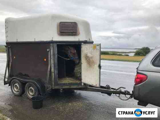 Перевозка лошадей, мото техники, грузов Курганинск