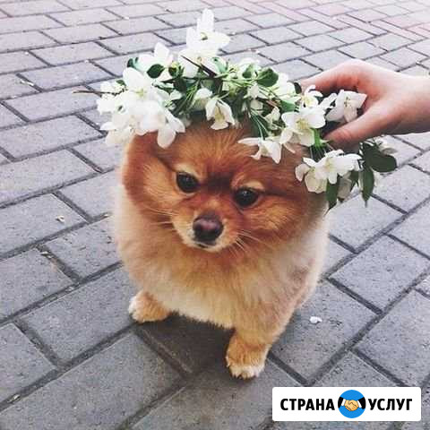 Выгулка собак Южноуральск - изображение 1