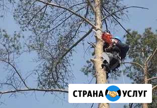 Спил Деревьев. Арбористика Минеральные Воды - изображение 1