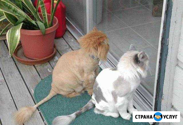 Стрижка кошек Иваново - изображение 1