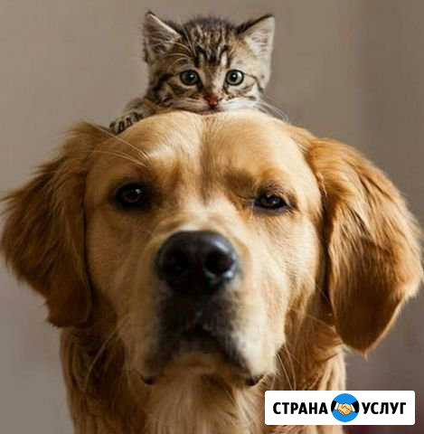 Выгул собак и кошек разных пород Чебоксары - изображение 1
