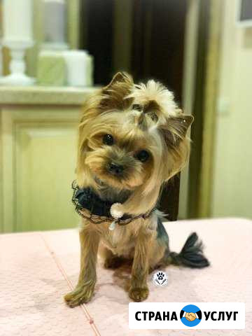 Стрижка собак Селятино - изображение 1