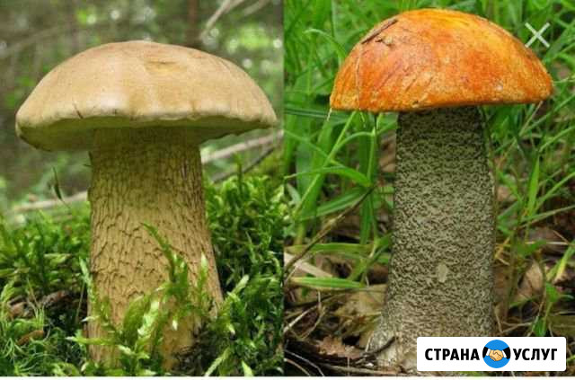 Грибы Каменск-Уральский - изображение 1