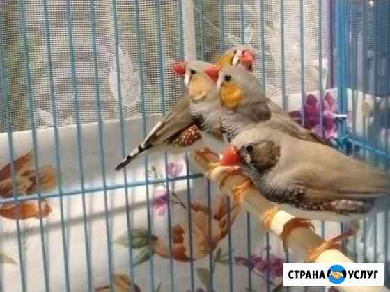 Передержка амадин, содержание Ухта