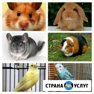 Передержка животных Калининград - изображение 1