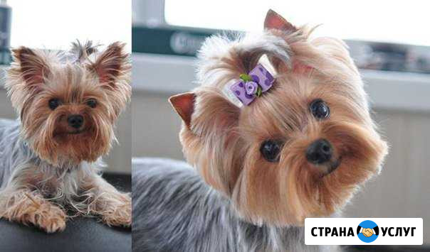 Стрижка Собачек Ржев - изображение 1