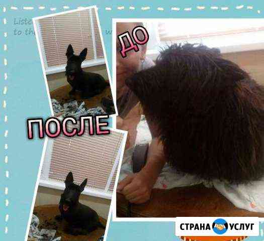Гигиенические стрижки собак Шахты