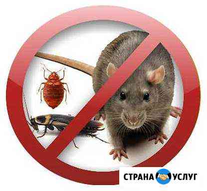 Дезинфекция/уничтожение тараканов, клопов,муравьев Бийск