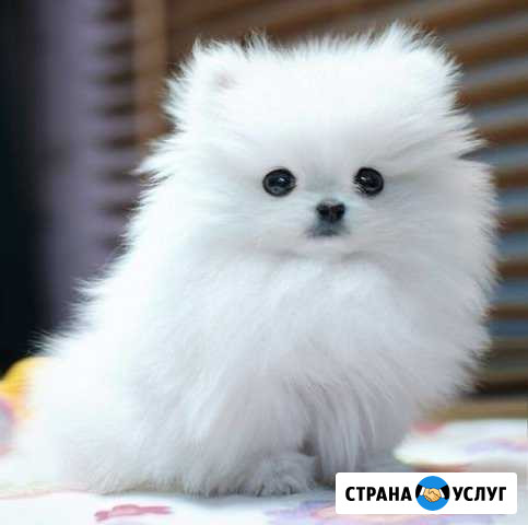 Домашняя передержка собак Екатеринбург - изображение 1
