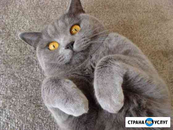 Передержка кошек Тверь