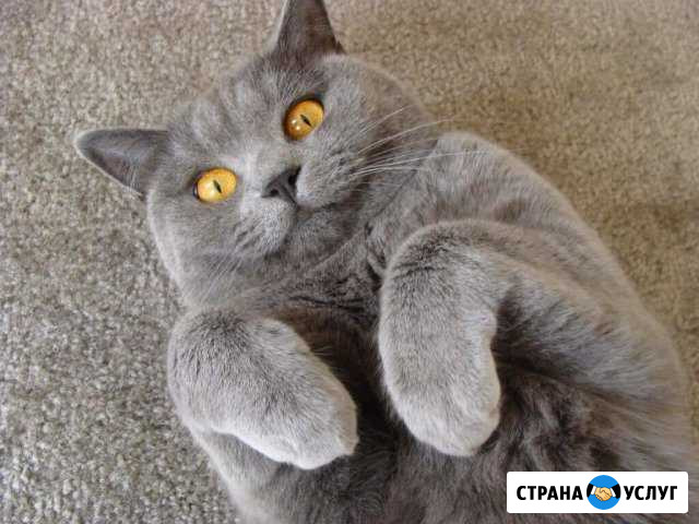 Передержка кошек Тверь - изображение 1