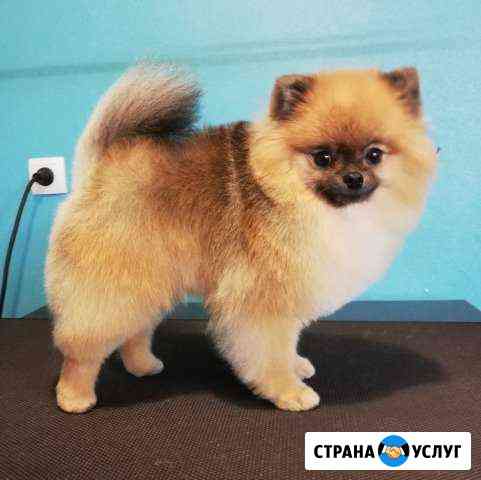 Стрижка собак, кошек (груминг йорка, шпица и др.) Иркутск