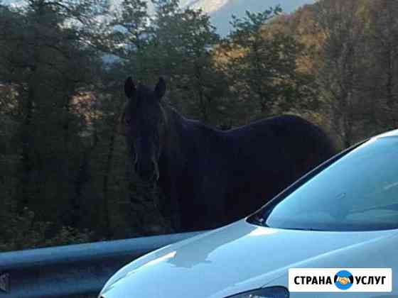 Безопасное и Уверенное Управление личным авто Сочи