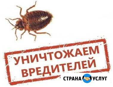 Дезинсекция-уничтожение клопов, тараканов и др. на Альметьевск - изображение 1