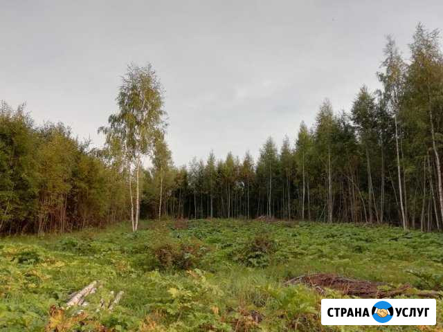 Вырубка деревьев и кустарников Солнечногорск - изображение 1