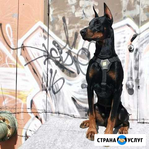 Выгул собак Губкин - изображение 1