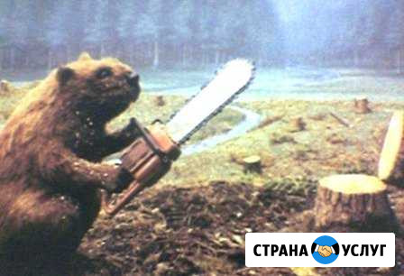 Валка деревьев Новомосковск - изображение 1
