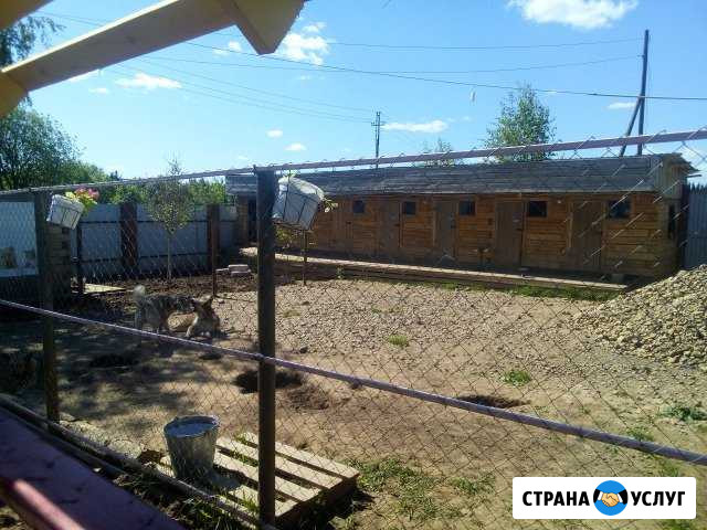 Зоо гостиница для собак и кошек (передержка) Пермь - изображение 1