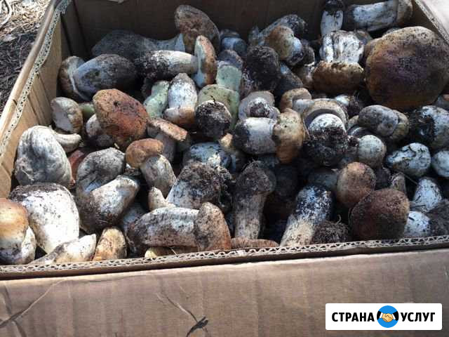 Белый гриб продам Пригородный - изображение 1