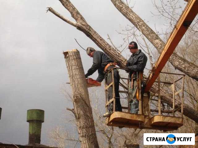 Спил.Удаление деревьев Чехов - изображение 1