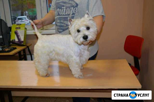Стрижка собак и кошек, груминг Ивантеевка - изображение 1