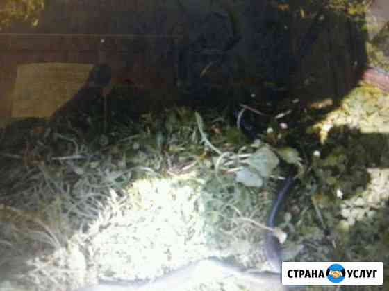 Рыба угорь замороженый (копченый) Москва