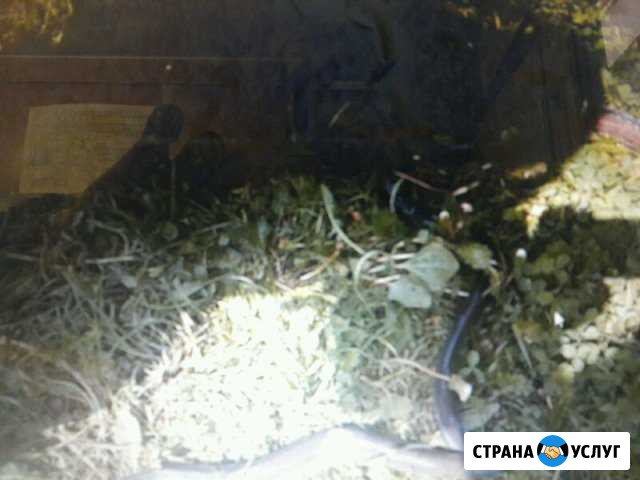 Рыба угорь замороженый (копченый) Москва - изображение 1