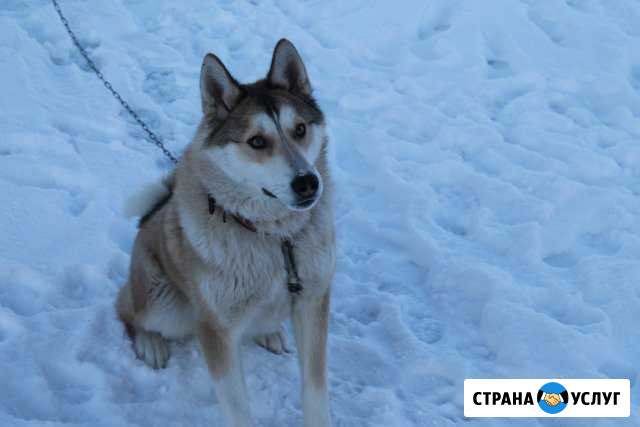 Вязка Лайка Саранск - изображение 1