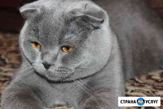 Вязка с шотландским котом Ессентуки