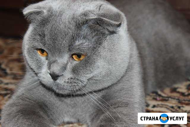 Вязка с шотландским котом Ессентуки - изображение 1