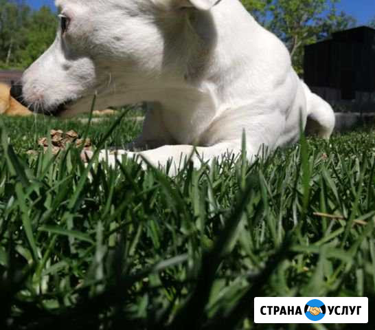 Случка,вязка собак Рождествено - изображение 1